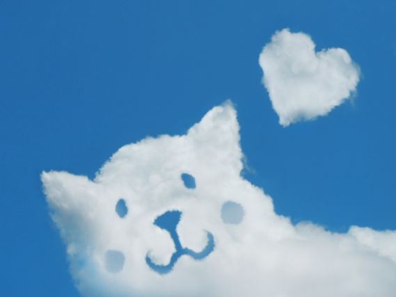 青空に浮かぶ猫の雲